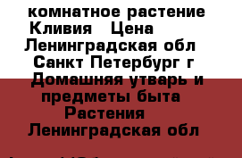 комнатное растение Кливия › Цена ­ 500 - Ленинградская обл., Санкт-Петербург г. Домашняя утварь и предметы быта » Растения   . Ленинградская обл.